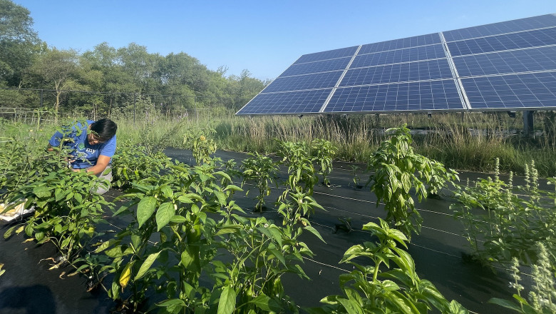 United States Agrivoltaics Market: Size, Trends & Opportunitie