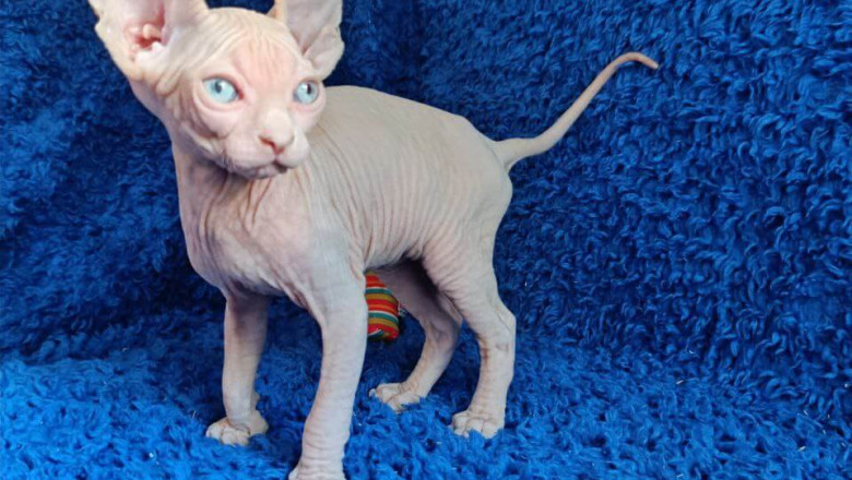 Discover the Unique Charm of Sphynx and Devon Rex Kittens – Affectionate, Playful, and Hypoallergenic