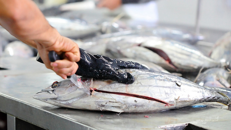 Navigating Global Fish Processing Market Growth Horizons
