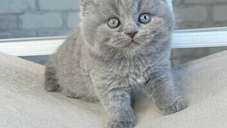 Caring for Scottish Fold and Straight Kittens – A Guide for First-Time Owners