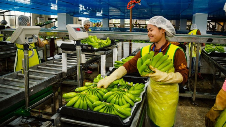 Banana Processing Cost: Detailed Project Report and Manufacturing Process